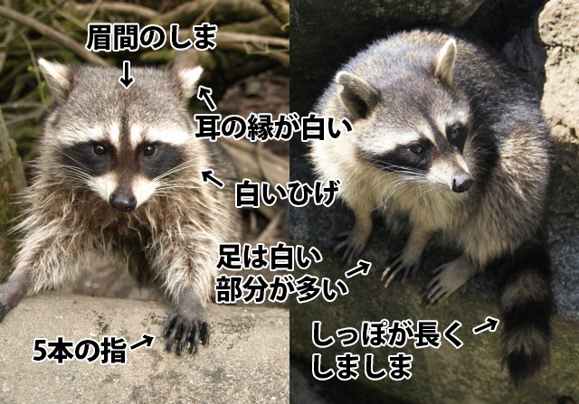 アライグマとタヌキ・ハクビシンとの違いは？見た目や食痕・足跡・フン 